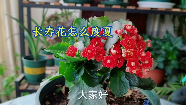 长寿花怎么度夏,分情况