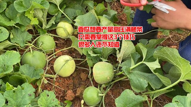 香瓜想要产量高压满藤条,只需要掌握这3个技巧,很多人还不知道