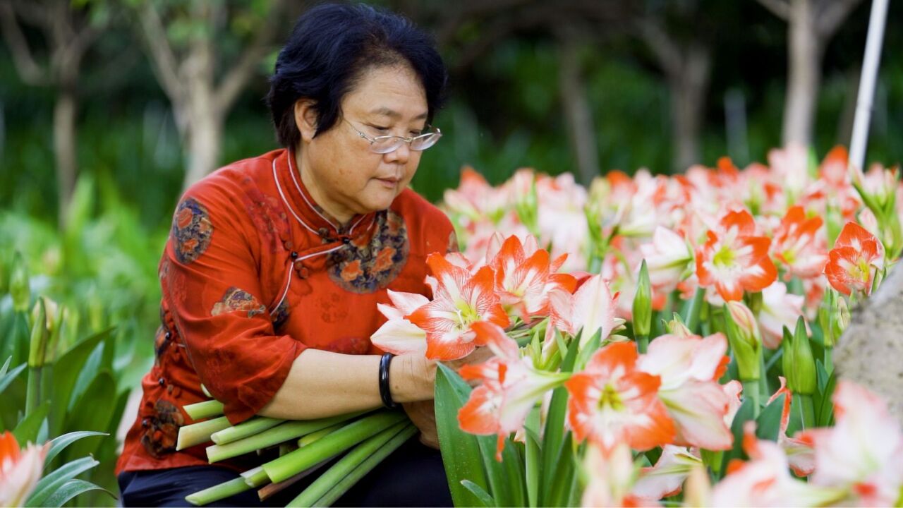 国产朱顶红助力乡村振兴 育花人周世明:这是青年人的奋斗之花