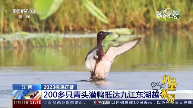 江西:200多只青头潜鸭抵达九江东湖越冬