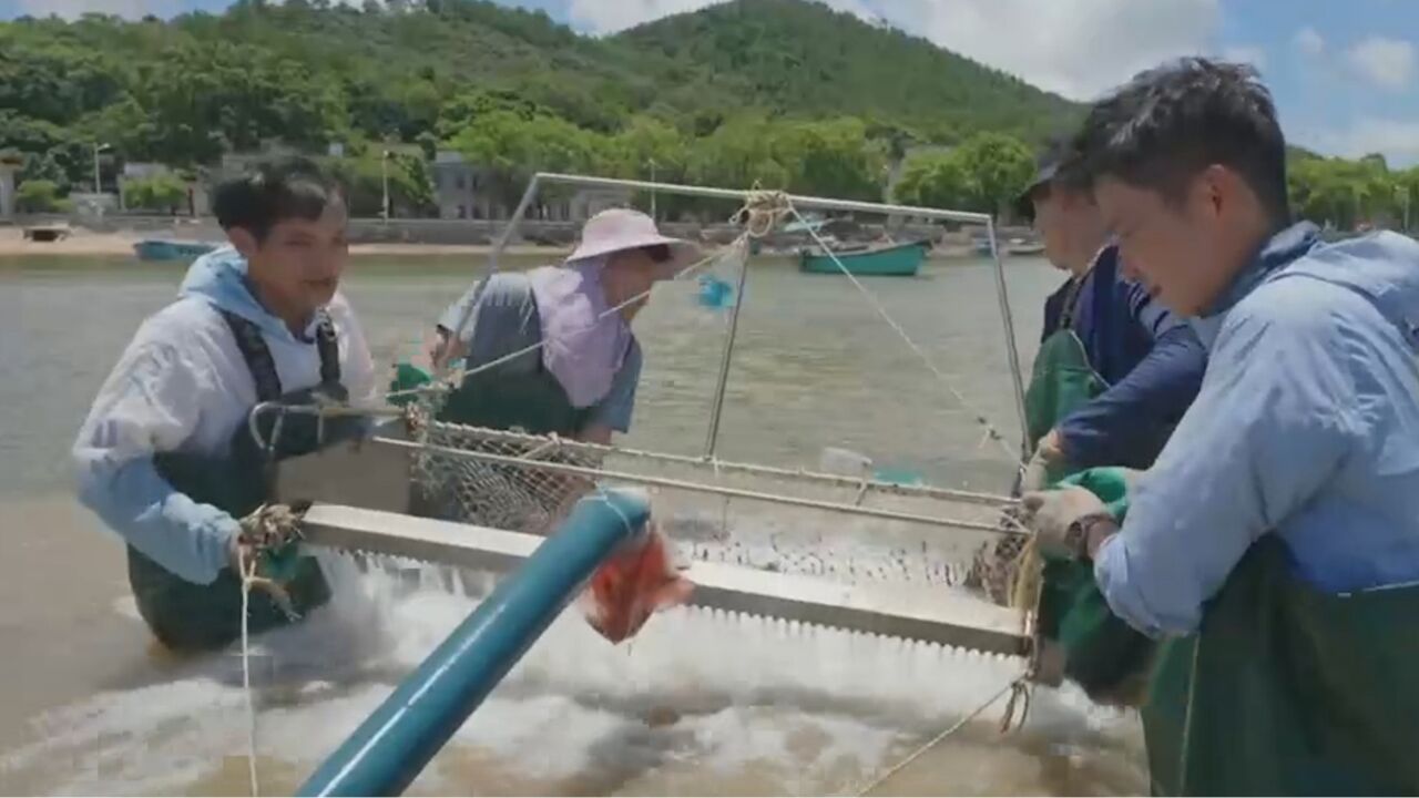 曾经商船汇聚的大洲湾海域,是当地沙白螺主要的养殖基地