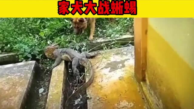 家犬大战蜥蜴