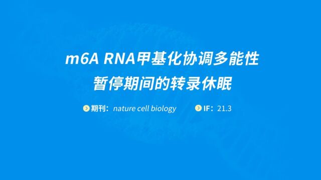 易基因m6A RNA甲基化协调多能性暂停期间的转录休眠