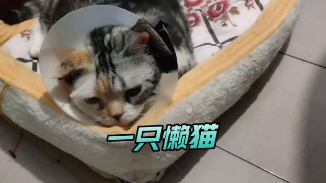 一只聪明的懒猫