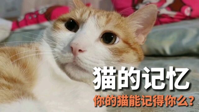 解密猫的记忆力,为了生存,它更愿意记住美好和有用的事情!