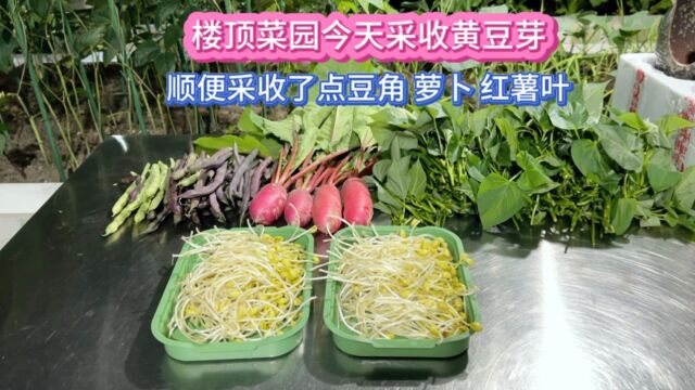 前几天生的黄豆芽可以采收了 还采摘了些红豆角 红薯叶和水果萝卜