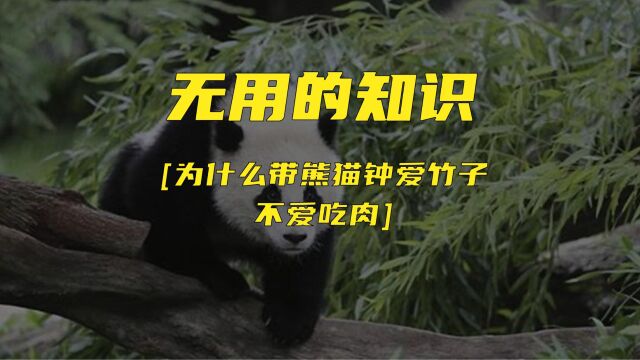 7月13日无用的知识 大熊猫钟爱竹子