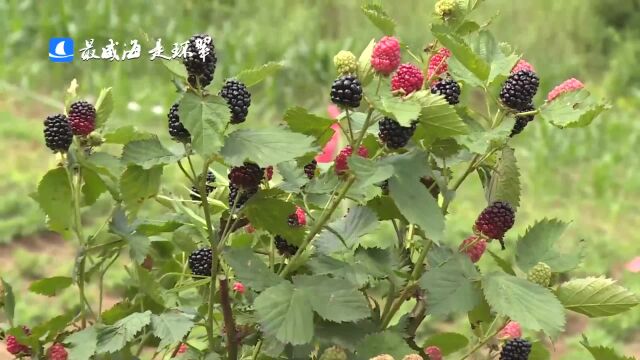 威海市环翠区:甘爽多汁,黑树莓成熟等你来采摘