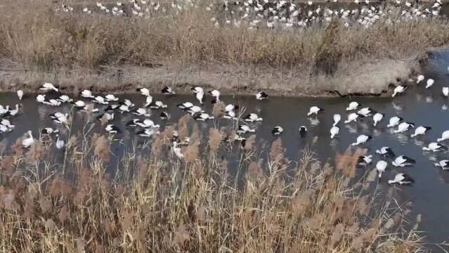 曹妃甸湿地:鸟类迁徙补给休憩驻留的家园