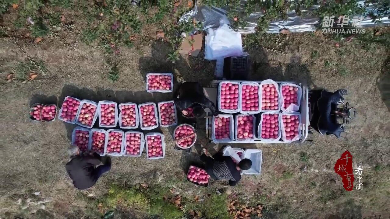 千城百县看中国|河北唐山:苹果喜丰收 果农采摘忙