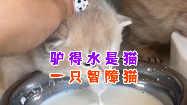 驴得水是一只智障猫!