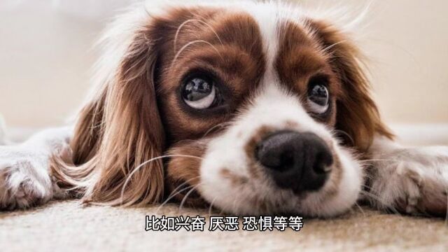 狗知道自己是狗吗?