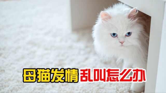 母猫发情乱叫怎么办?4招搞定!