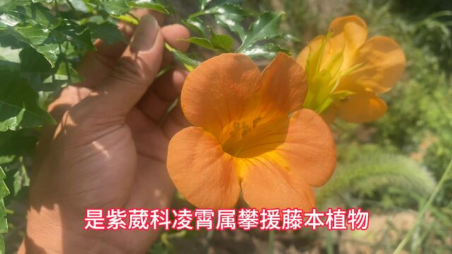 凌霄花的功效与作用