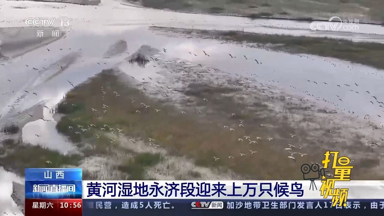 山西:黄河湿地永济段迎来上万只候鸟