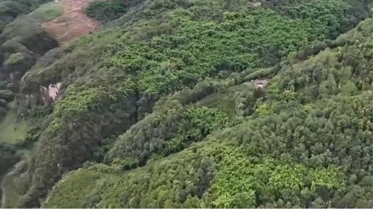 她不畏艰苦带领村民种植川佛手,经过多年奋斗,成为全国最大的川佛手种植基地