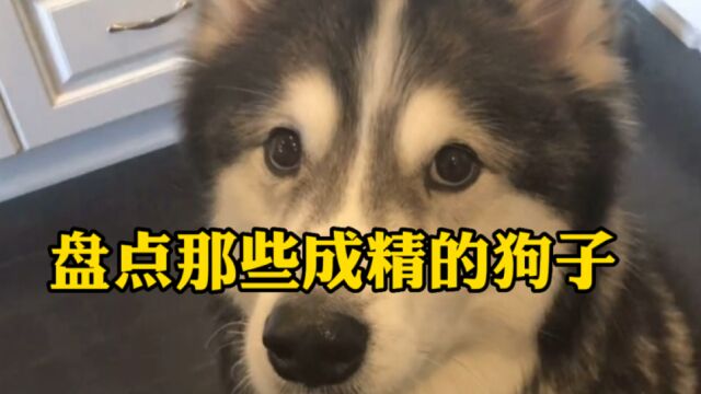 盘点那些成精了的狗子们