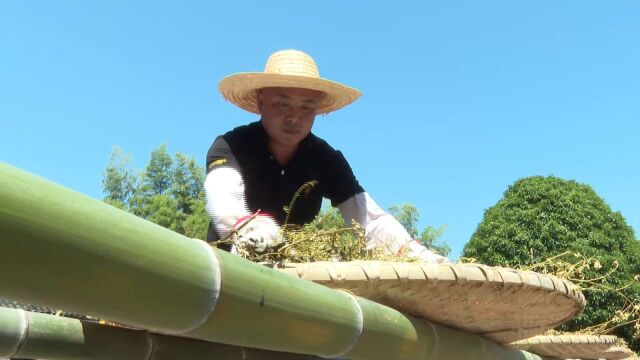 祁阳龙山村:槐米成致富“金米” 千亩金槐迎丰收