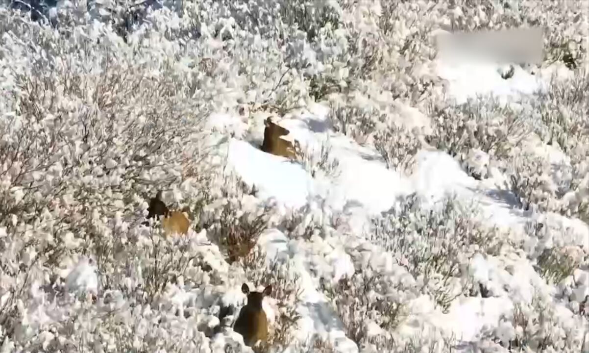 新疆玛纳斯:雪后山野银装素裹,天山马鹿惬意觅食