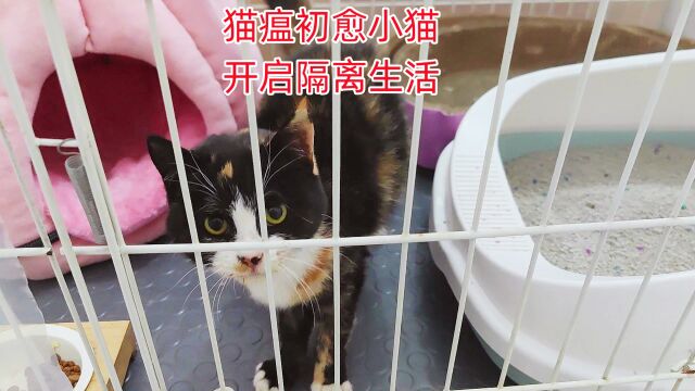 小流浪猫猫瘟初愈后开启隔离生活,救助人感谢哎呦偶像家提供帮助