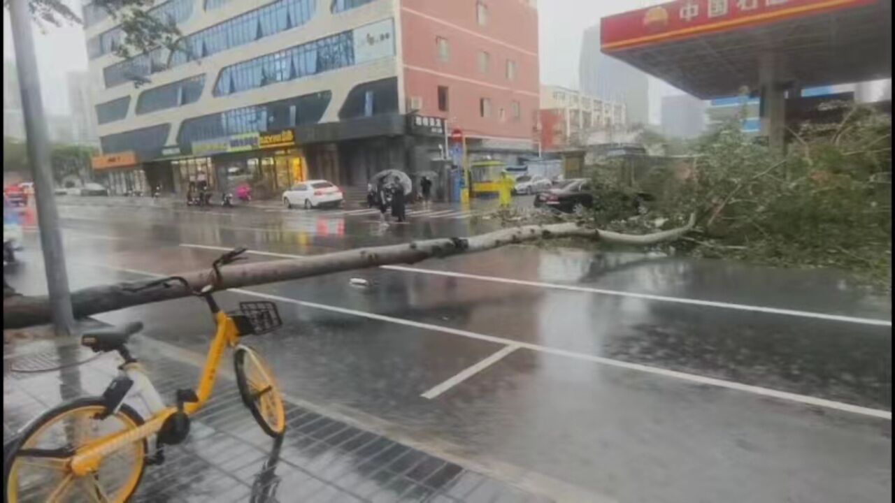 北京暴雨致石景山一大树被连根刮倒 园林部门迅速处置