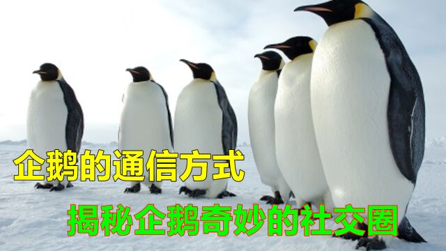 192揭秘企鹅社交的黑白奇妙方式,你绝对没见过!