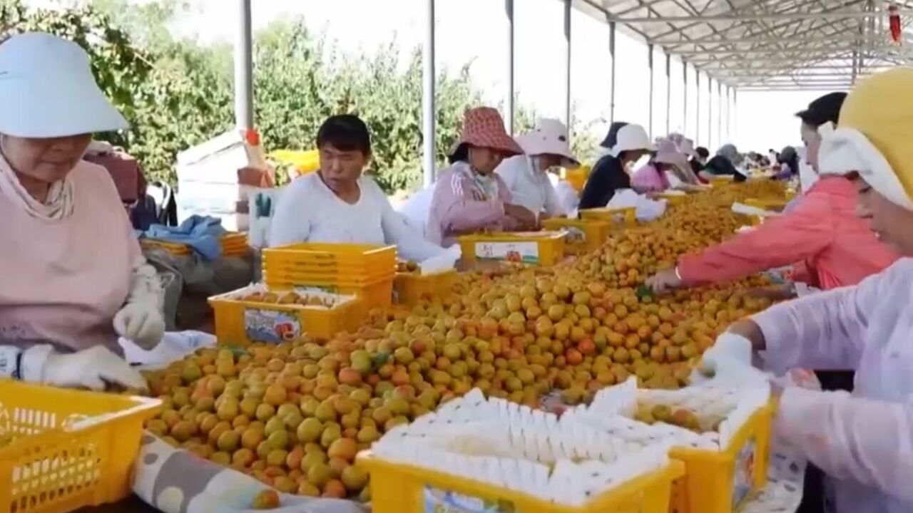 总台新疆总站揭牌运行,《非遗里的中国ⷮŠ新疆篇》开机