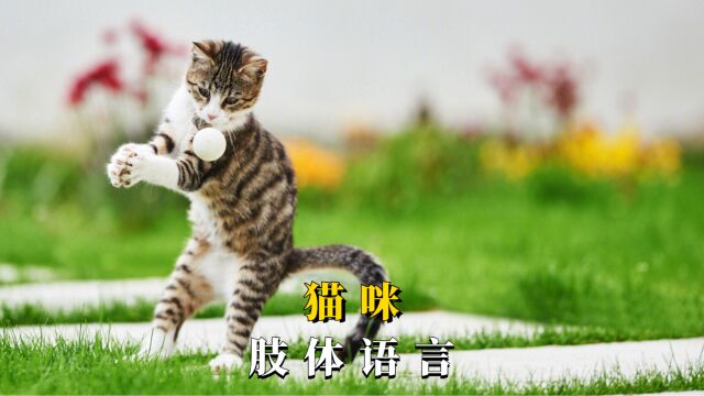 猫咪肢体语言所代表的意思,你都知道吗?