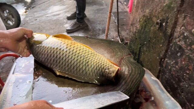 菜市场30块捡漏条金鳞鲤鱼拿来做鱼生,真是广西人不可错过的美食