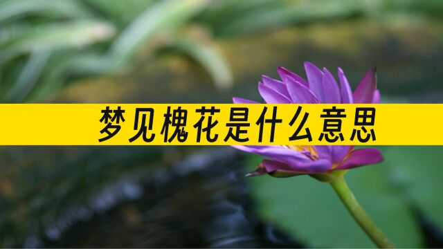 梦见槐花是什么意思