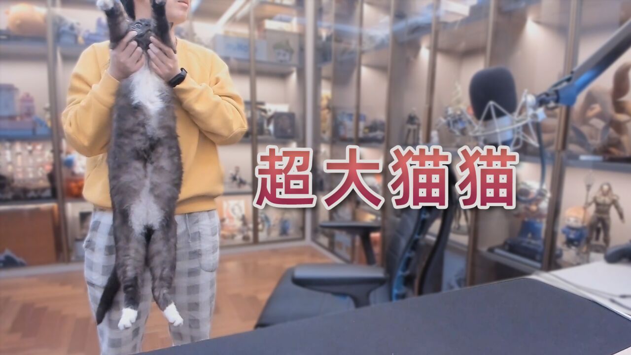 来,上大猫!给你们看看我家的猫猫有多大!