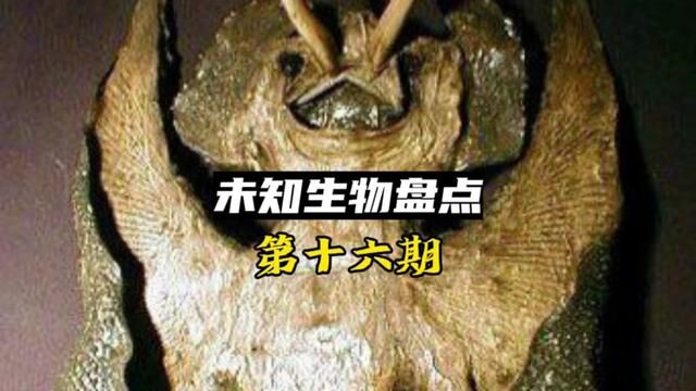 真的有人见过阿飘吗? #未知生物 #外星文明 #奇闻异事 #诡异灵异