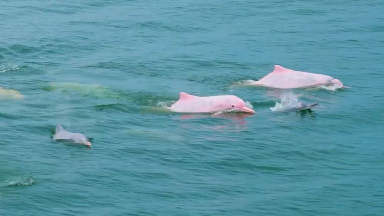 中华白海豚现身广东阳江海域:体色粉红跃出海面 犹如水中精灵