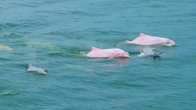 中华白海豚现身广东阳江海域:体色粉红跃出海面 犹如水中精灵