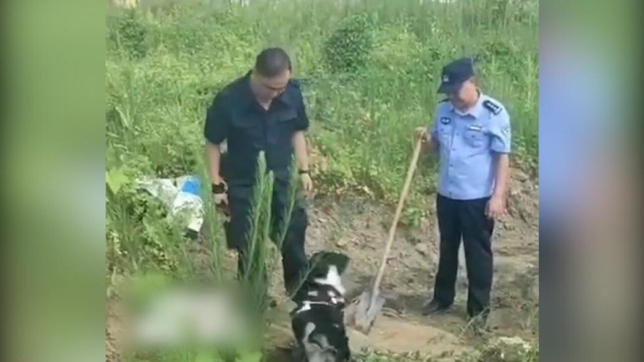 7岁史宾格犬搜出10枚炮弹