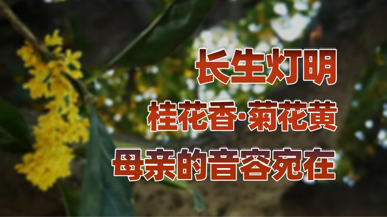 桂花香ⷨŠ花黄(上):母亲的长生灯点燃