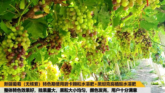 颗粒水溶肥新疆葡萄(无核紫)转色期使用碧卡颗粒水溶肥+黑坦克腐植酸水溶肥,转色效果好,挂果量大,果粒大小均匀,颜色发亮