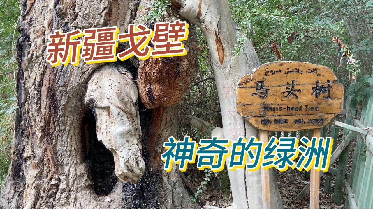 在新疆的戈壁荒丘中有一处神秘奇特的地方,天山神木园,戈壁明珠