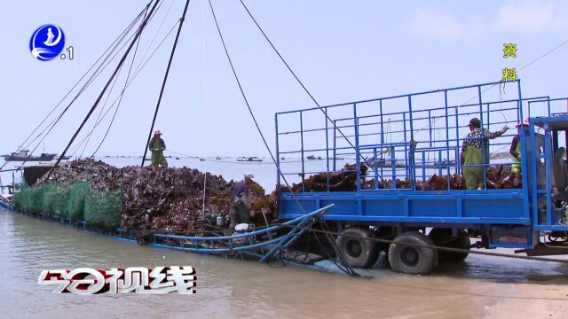 南日岛:深耕蓝海 拓展碳汇交易