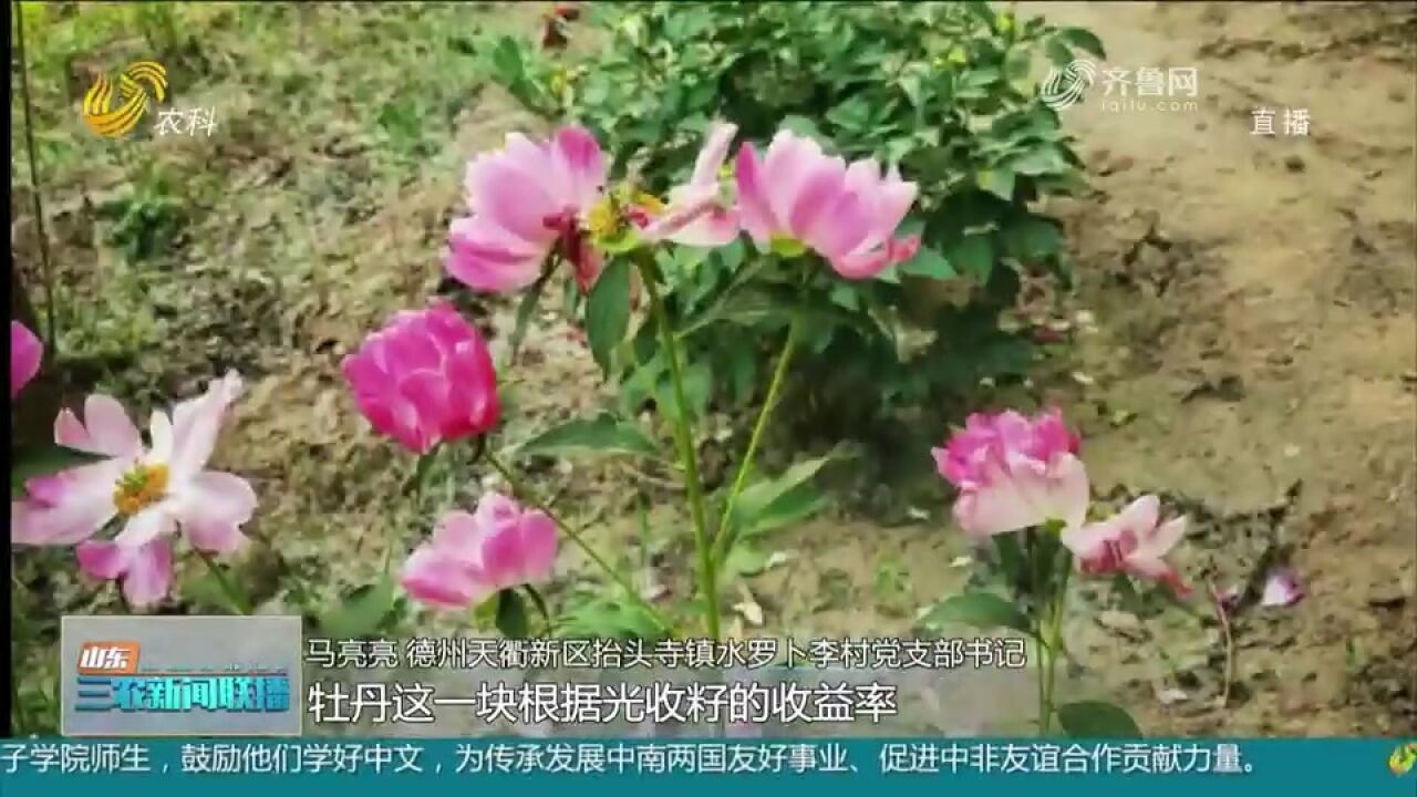 德州、潍坊等地引导农民因地制宜,发展中草药特色种植,富民强村