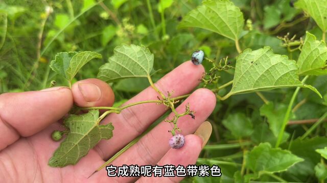 农村不起眼的植物“毒蛇克星”,用途很多人不了解它,赶紧认识下