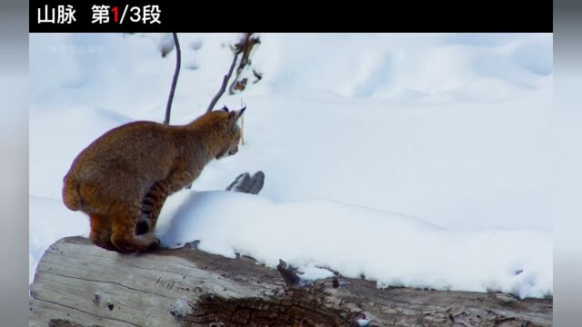 短尾猫零下65度搞笑捕猎,金雕无愧山中王者