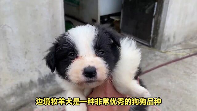 英国边境的智慧之犬:边境牧羊犬!