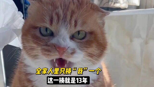 流浪橘猫铃铛,靠独“宠”铲屎官圈粉无数,然而这一揍就是13年