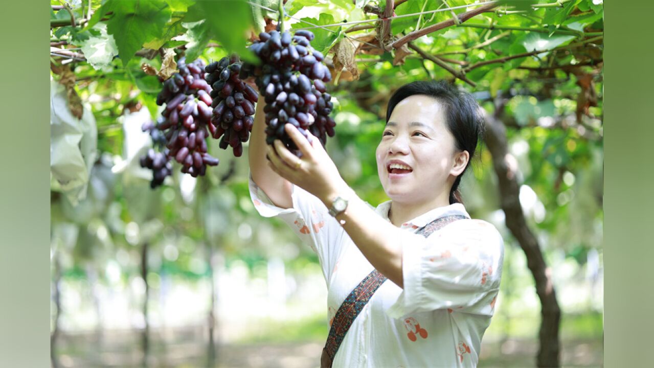 桂阳: “月光之泪”新鲜上市,让果农笑开颜