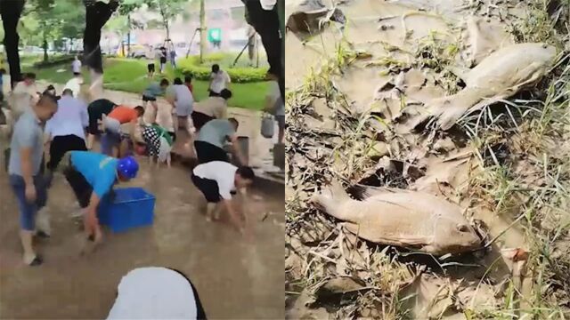 福建福清暴雨后积水消退:大批市民上街抓鱼,临街店铺淤泥满地