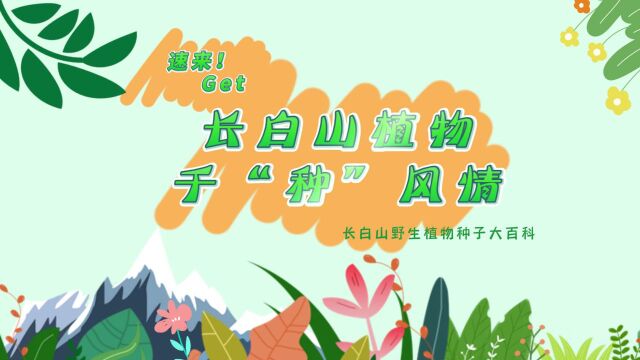 探秘!长白山植物千“种”风情~吉林乌头