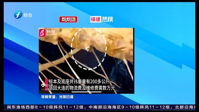 帮帮侠热评:成都一博物馆的标本被游客掰断