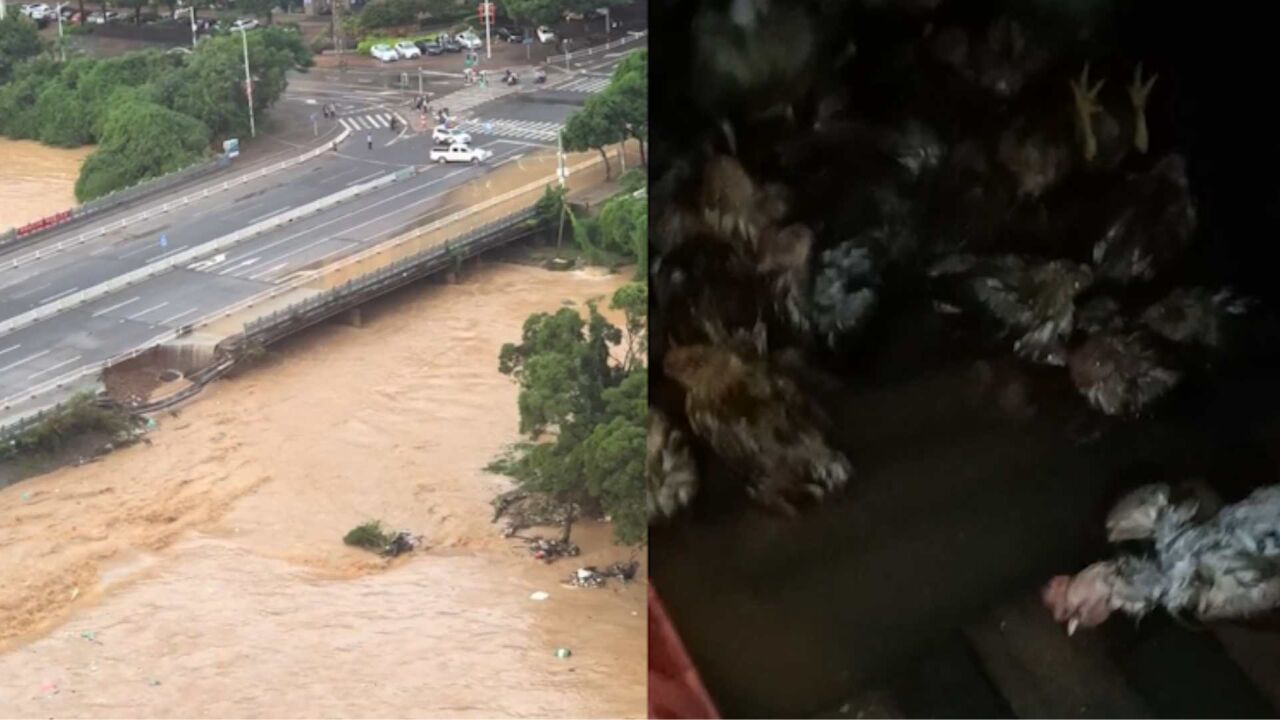 台风海葵致福清强降雨,市区内涝汪洋一片,女子水中捞死鸡