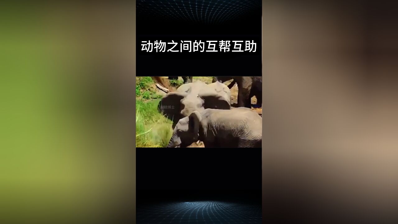 动物们之间的互帮互助简直是太有爱了!